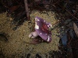 Russula clelandii image