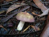 Russula clelandii image