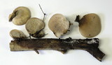 Lentinellus montanus image