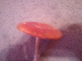 Amanita persicina image