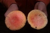 Amanita persicina image