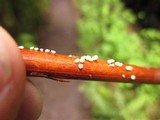 Capitotricha rubi image