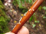 Capitotricha rubi image