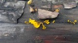 Dacryopinax spathularia image