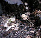 Mycena overholtsii image