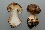 Cortinarius elotus image