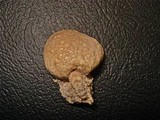 Scleroderma cepa image