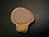 Scleroderma cepa image