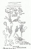 Exidia nucleata image
