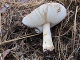 Amanita luteolovelata image