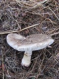 Amanita luteolovelata image