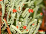 Cladonia macilenta image