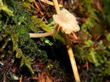 Lichenomphalia umbellifera image