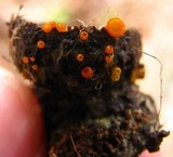Arachnopeziza aurelia image