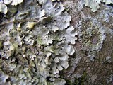 Punctelia hypoleucites image