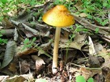 Oudemansiella incognita image