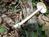 Oudemansiella incognita image