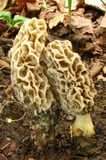 Morchella americana image