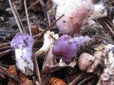 Inocybe ionocephala image