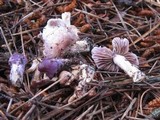Inocybe ionocephala image
