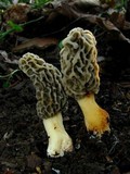 Morchella americana image