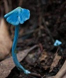 Entoloma virescens image
