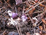 Inocybe ionocephala image