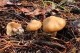 Inocybe auricoma image