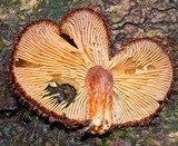 Tricholomopsis ornaticeps image