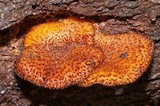Tricholomopsis ornaticeps image