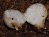 Lycoperdon purpurascens image