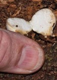 Lycoperdon purpurascens image