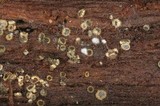 Hyaloscypha vitreola image