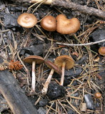 Pachylepyrium carbonicola image