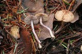 Inocybe griseolilacina image