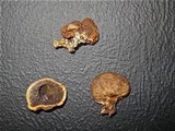 Scleroderma hypogaeum image