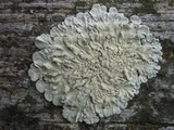 Flavoparmelia soredians image