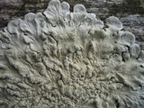 Flavoparmelia soredians image