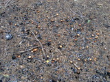 Pachylepyrium carbonicola image