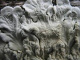Flavoparmelia soredians image