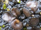 Collema tenax var. tenax image