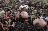 Tulostoma ferrugineum image