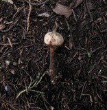 Tulostoma ferrugineum image