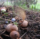 Tulostoma ferrugineum image