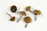 Pachylepyrium carbonicola image