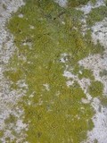 Caloplaca citrina image