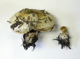 Pholiota olivaceophylla image