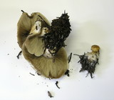 Pholiota olivaceophylla image