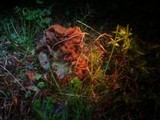 Gyromitra caroliniana image