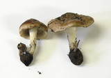 Pholiota highlandensis image